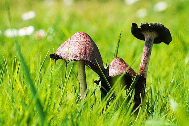 The best par about psilocybin therapy is the fact that we are using nature's gifts to heal.